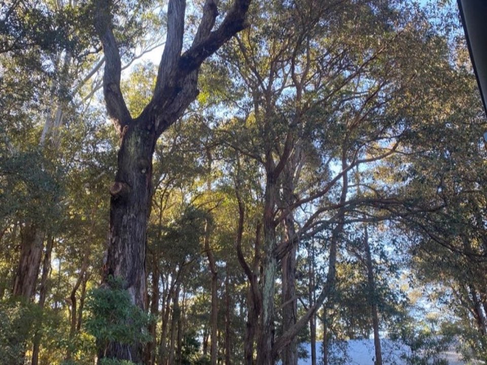 Mature trees in a Edinburgh parkland setting due for routine re-inspection
