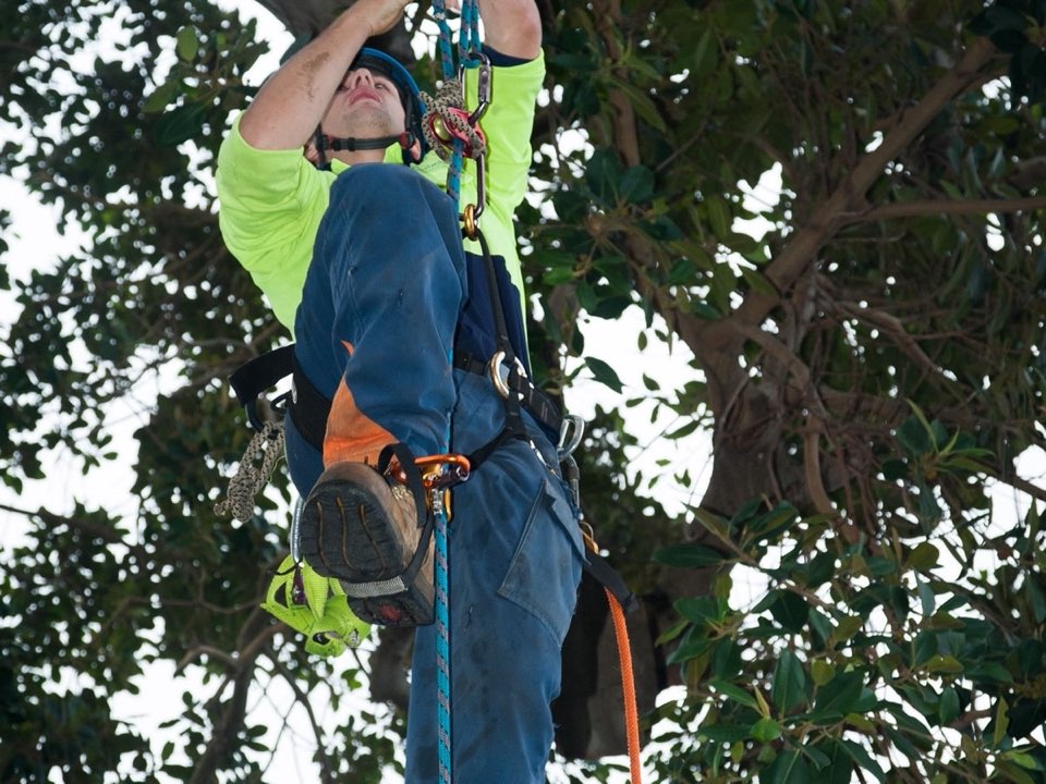 Qualified arborist working in a mature tree during an Enviro Trees UK survey in Edinburgh